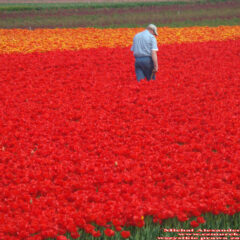 tulipany (82)